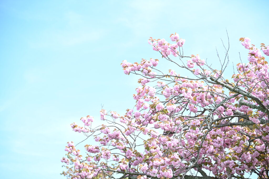 sakura